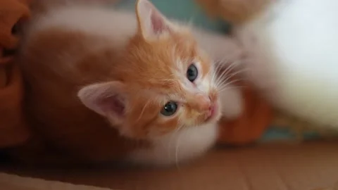Kitten looking cute in box Stock Footage 218286045