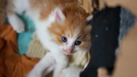 Kitten looking cute in box Stock Footage 218286121