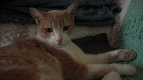 Kitten looking directly at the camera with his big eyes 스톡 동영상 131664349