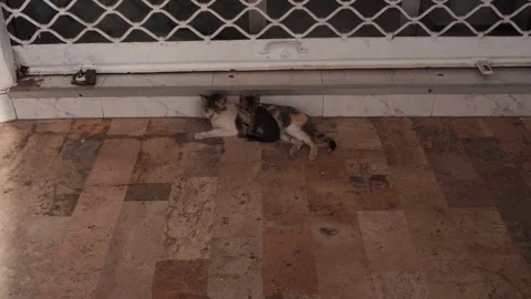 A kitten looking everywhere with its mother nearby in rest mode! Stock Footage 323084572