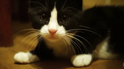 The kitten is looking Stock Footage 73593719