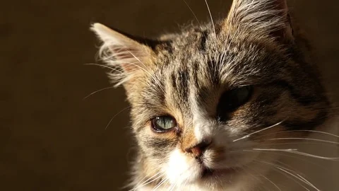 Kitten looking Stock Footage 84186811