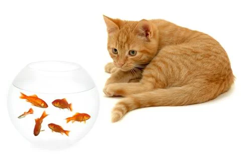 Kitten is looking at goldfish Stock Photos