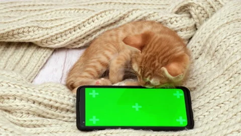Kitten looking on green screen phone and licks. Cat with chroma key smartphone Video stock 268426738