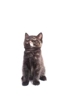 Kitten looking isolated on a white background Stock Photos