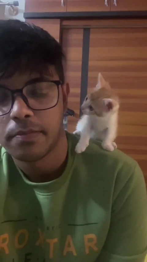Kitten Looking at Its Human With Love, Bangalore, Karnataka, India - 09 Jul 2025 Stock Footage 313677165
