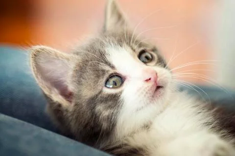Kitten looking at is owner Stock Photos