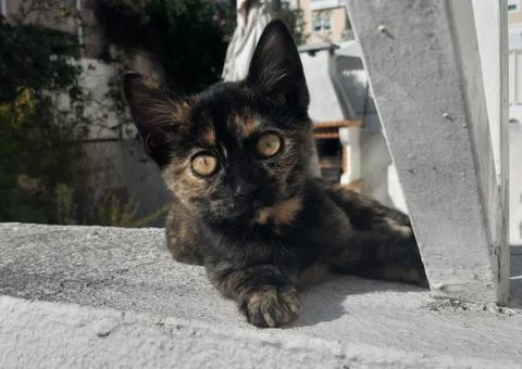 Kitten Looking 写真素材