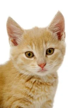 Kitten is looking Stock Photos