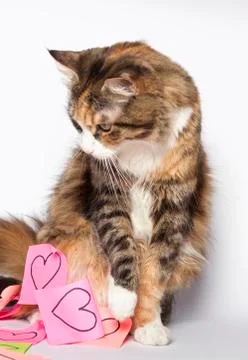 Kitten looking at post-its with drawn hearts Stock Photos
