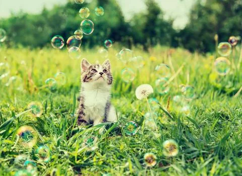 Kitten looking at soap bubbles Stock Photos