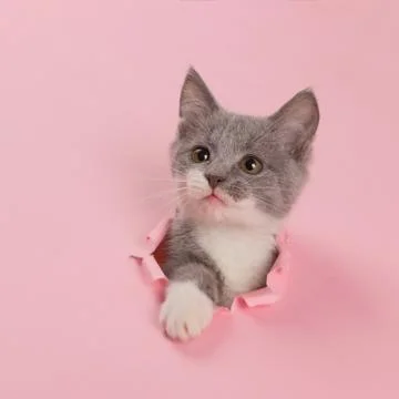 The kitten is looking through torn hole in pink paper. Playful mood kitty. Un Stock Photos