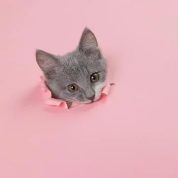 The kitten is looking through torn hole in pink paper. Playful mood kitty. Un Stock Photos
