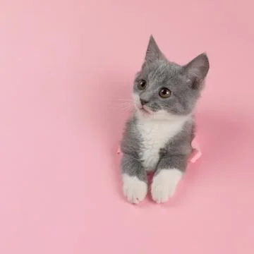 The kitten is looking through torn hole in pink paper. Playful mood kitty. Un Stock Photos