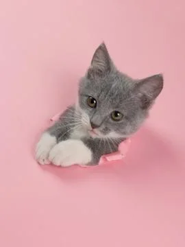 The kitten is looking through torn hole in pink paper. Playful mood kitty. Un Stock Photos