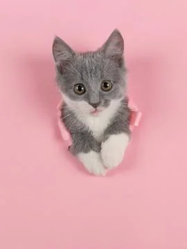 The kitten is looking through torn hole in pink paper. Playful mood kitty. Un Stock Photos