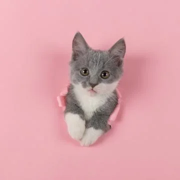 The kitten is looking through torn hole in pink paper. Playful mood kitty. Un Stock Photos