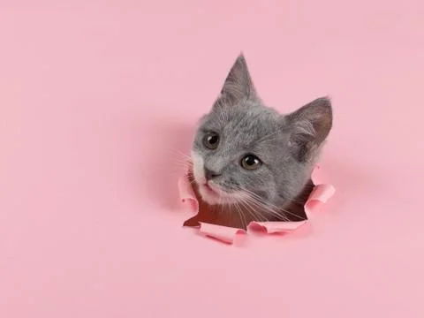The kitten is looking through torn hole in pink paper. Playful mood kitty. Un Stock Photos
