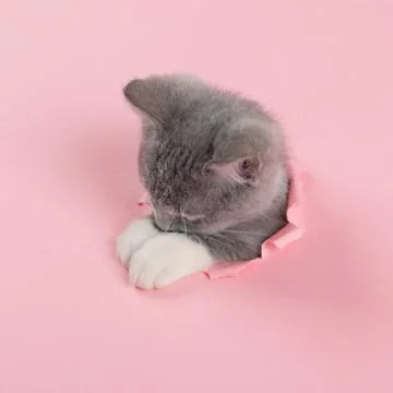 The kitten is looking through torn hole in pink paper. Playful mood kitty. Un Stock Photos