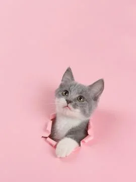 The kitten is looking through torn hole in pink paper. Playful mood kitty. Un Stock Photos
