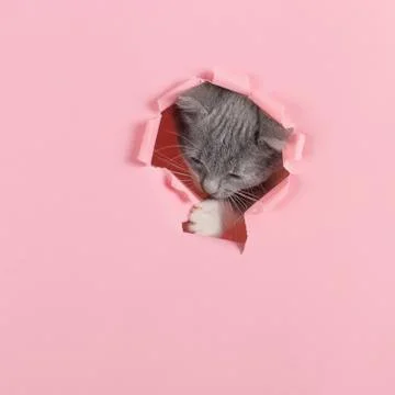 The kitten is looking through torn hole in pink paper. Playful mood kitty. Un Stock Photos