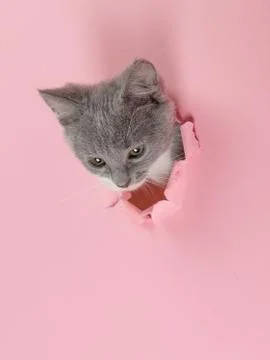 The kitten is looking through torn hole in pink paper. Playful mood kitty. Un Stock Photos