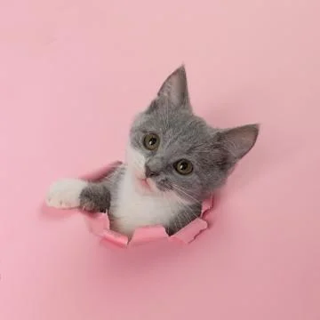 The kitten is looking through torn hole in pink paper. Playful mood kitty. Un Stock Photos