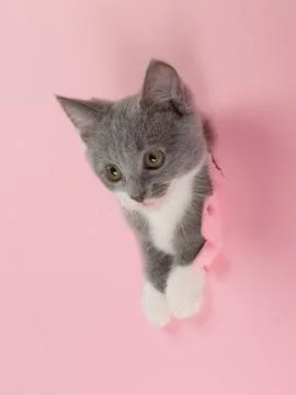 The kitten is looking through torn hole in pink paper. Playful mood kitty. Un Stock Photos