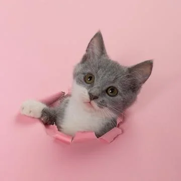 The kitten is looking through torn hole in pink paper. Playful mood kitty. Un Stock Photos