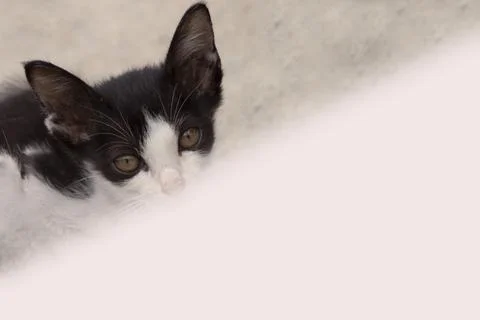 Kitten looking under the table. Stock Photos