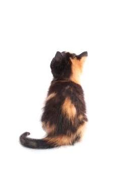 Kitten looks back Stock Photos