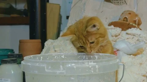 Kitten looks in bucket of paint Stock Footage