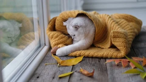 The kitten looks out the window. Stock Footage 217974674