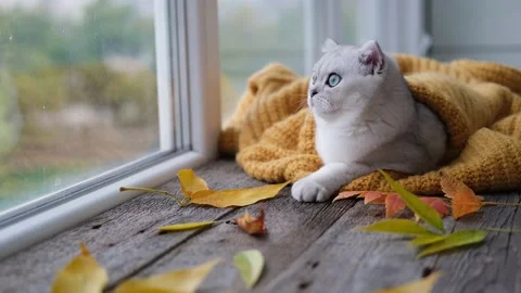 The kitten looks out the window. Stock Footage 217974906