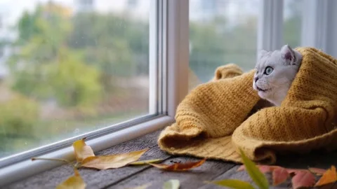 The kitten looks out the window. Stock Footage 217975082