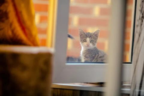 Kitten looks in at the window Stock Photos