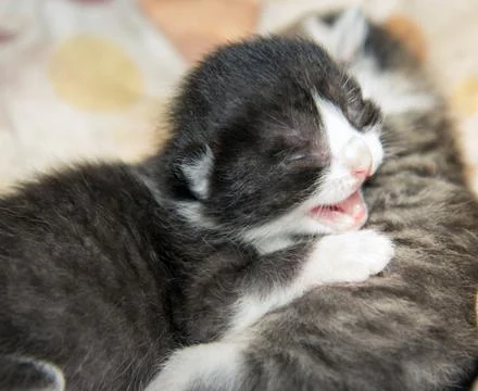 Kitten lying on another kitten Stock Photos