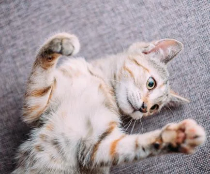 Kitten lying on back with paws up. Stock Photos