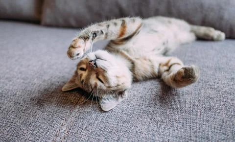 Kitten lying on back on sofa. Stock Photos