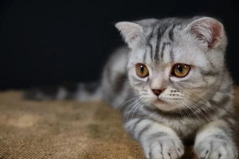 The kitten is lying on the bag and is looking forward Stock Photos