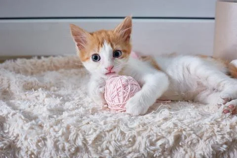The kitten is lying with a ball of pink threads Stock Photos