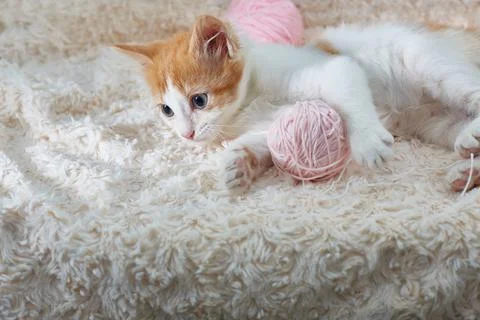 Kitten is lying with a ball of pink threads Stock Photos