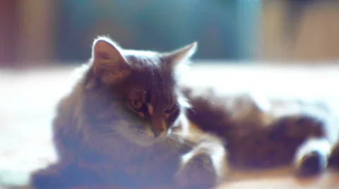 Kitten Lying On The Bed 2 Stock Footage 35661195