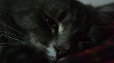 Kitten Lying On The Bed 3 Stock Footage 42872027