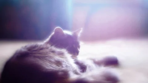 Kitten Lying On The Bed Stock Footage 35633971