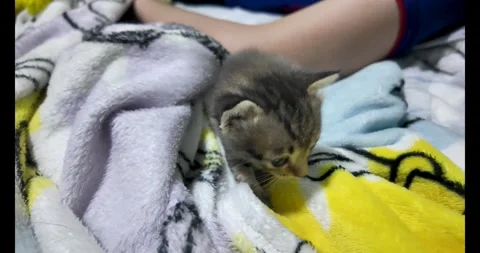 The kitten is lying on the bed. 動画素材 289679610