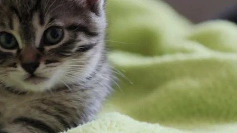 Kitten lying on a blanket Stock Footage 70819870