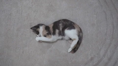 Kitten lying on the carpet playing with a yellow toy Stock-Footage 329222246