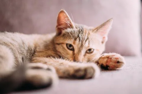 Kitten lying on couch, staring at camera. Stock Photos