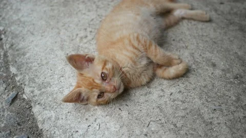 A kitten lying down and looking at the camera Stock Footage 134366838